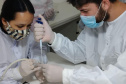 Captura de aranha-marrom garante produção de soro antiloxoscélico no Paraná 