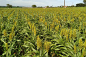 Dia de campo mostra o potencial do sorgo no Arenito Caiuá