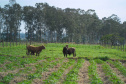 Publicação do IDR-Paraná analisa integração mandioca-pecuária no Arenito Caiuá