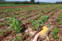 Em parceria com o Sistema Estadual de Agricultura, livreto orienta produtores sobre como eliminar milho voluntário