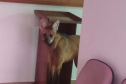 LOBO