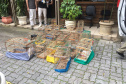  Fiscais do escritório regional do IAT de Curitiba resgataram 20 aves silvestres vítimas de maus-tratos em Rio Branco do Sul.