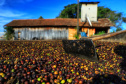 Agroindústria familiar paranaense será homenageada no Prêmio Orgulho da Terra 2023