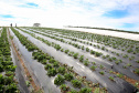 Agroindústria familiar paranaense será homenageada no Prêmio Orgulho da Terra 2023