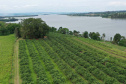 GOIABA