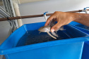 IAT SOLTTURA PEIXES