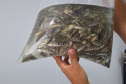 IAT SOLTTURA PEIXES