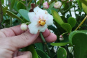 Revitalização da orla permitiu o retorno da fauna a Matinhos, com destaque para a coruja-buraqueira e o caranguejo maria-farinha.