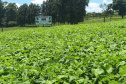 IDR-Paraná lança nesta terça-feira nova cultivar de feijão em Pato Branco