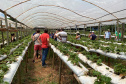 Turismo rural técnico-científico do Paraná atrai grupo de 26 produtores franceses