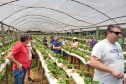 Turismo rural técnico-científico do Paraná atrai grupo de 26 produtores franceses