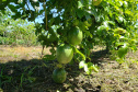 Produção rural e agroindústria transformam vida de família no litoral