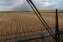 BOLETIM AGRO