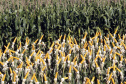 AGRO