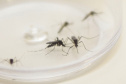 MOSQUITO DENGUE