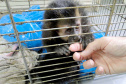 IAT preparou um guia de como se comportar ao encontrar animais silvestres no Paraná.