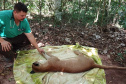 IAT preparou um guia de como se comportar ao encontrar animais silvestres no Paraná.