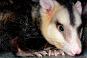 IAT preparou um guia de como se comportar ao encontrar animais silvestres no Paraná.