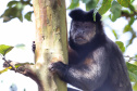 IAT preparou um guia de como se comportar ao encontrar animais silvestres no Paraná.