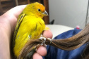 IAT preparou um guia de como se comportar ao encontrar animais silvestres no Paraná.