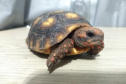 IAT preparou um guia de como se comportar ao encontrar animais silvestres no Paraná.