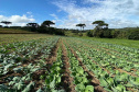 PLANTAÇÃO HORTALIÇAS