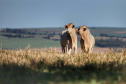 rural