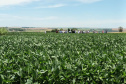 Dias de Campo divulgam inovação e boas práticas agrícolas no Oeste do Paraná