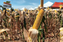 Dias de Campo divulgam inovação e boas práticas agrícolas no Oeste do Paraná