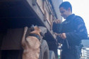 Cães policiais garantem precisão em operações da Polícia Penal do Paraná