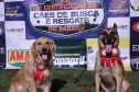 BOMBEIROS CÃES EM DESASTRES