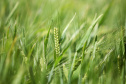 BOLETIM AGRO