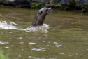 IAT FAUNA