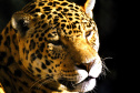 IAT FAUNA