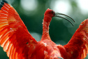 IAT FAUNA