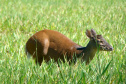 IAT FAUNA