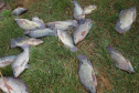 VICE PESCA DE TILÁPIA