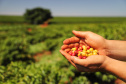 Investimentos do Paraná em agricultura cresceram 344% em 2024