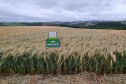 IDR NOVOS CULTIVARES
