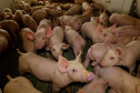 Suinocultor do Oeste do Paraná instala biodigestor e realiza o sonho de produzir com sustentabilidade