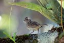 Ação científica de observação de aves vai ocorrer em 9 Unidades de Conservação do Paraná