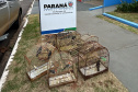 Aves resgatadas foram encaminhadas para o viveiro florestal do IAT de Umuarama.