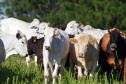 Boletim Agropecuário analisa redução no preço da arroba bovina