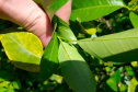 Paraná avança na luta contra o greening com força-tarefa que erradicou mais de 200 plantas sintomáticas no Noroeste
