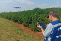 Paraná avança na luta contra o greening com força-tarefa que erradicou mais de 200 plantas sintomáticas no Noroeste