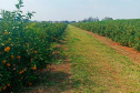 Paraná avança na luta contra o greening com força-tarefa que erradicou mais de 200 plantas sintomáticas no Noroeste
