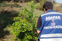 Paraná avança na luta contra o greening com força-tarefa que erradicou mais de 200 plantas sintomáticas no Noroeste