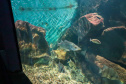 AQUÁRIO PARANAGUÁ
