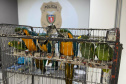 PCPR resgata seis aves vítimas do tráfico de animais em Curitiba