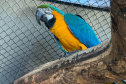 PCPR resgata seis aves vítimas do tráfico de animais em Curitiba
